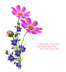 Cosmos flowers isolated on white background.