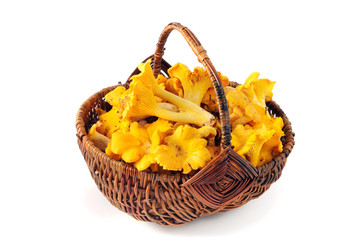 Basket of golden chanterelle mushrooms