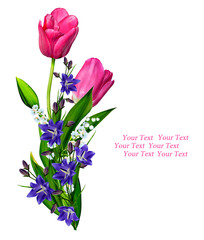 spring flowers tulips isolated on white background.