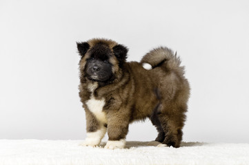 Naklejka premium Puppy American Akita