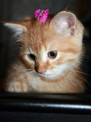 Fototapeta premium Ginger kitten with a bow on her head looking down