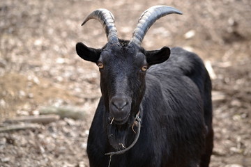 black  goat