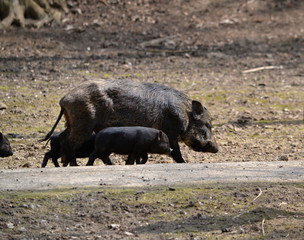Wild boar with young zoo in the park 28.03.2016 Piestany Slovakia