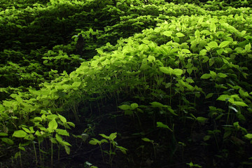 Fototapeta premium Group of green sprouts growing out from soil