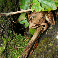 Frog on moss