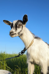 goatling on a leash