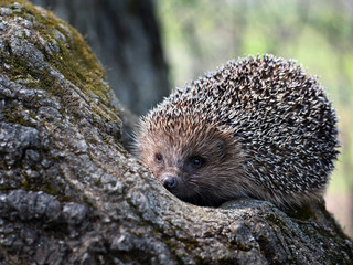 Hedgehog on a tree