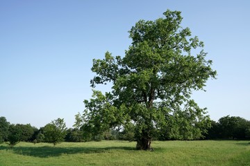 Ulme in einem Park in Magdeburg