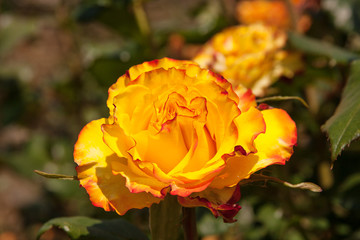 red edged yellow rose