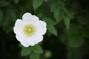  flower wild rose on green background