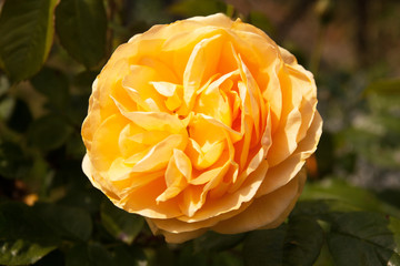 yellow ragged rose