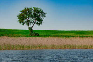 Samotne drzewo nad jeziorem Litygajno