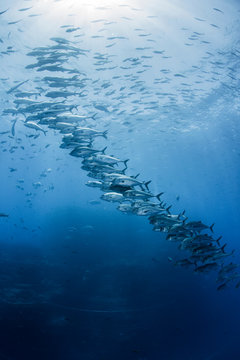 Schools of jacks (caranx sp) gather around reefs, San Benedicto, Colima, Mexico