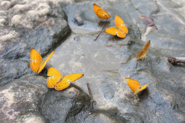 butterfly eating water on the rock