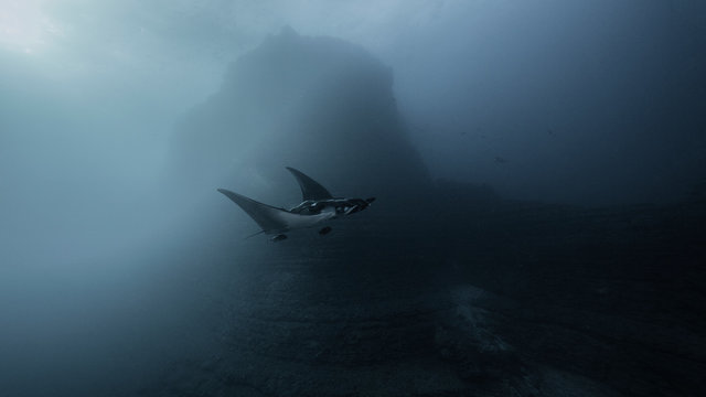Giant Ocean Manta Ray at San Benedicto Island, Socorro, Mexico