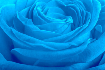 
Blue rose petals as background