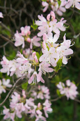 Pink Rhododendron or azalea flowers with branches
