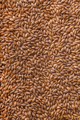 Natural oat grains background