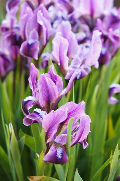 Purple irises with leaves vertical