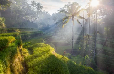 Deurstickers Bali terras rijstvelden, Bali, Indonesië