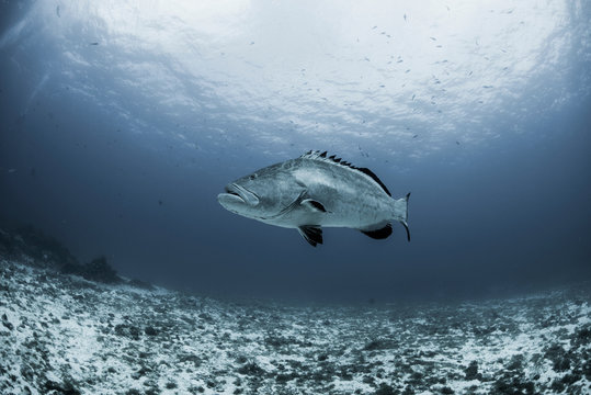 Black grouper (Mycteroperca bonaci) swimming over reef, Cozumel, Quintana Roo, Mexico