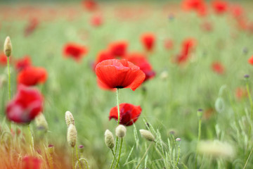Red poppy flowers