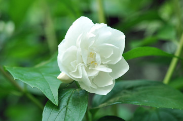 Beautiful White Jasmine Flower In The Garden