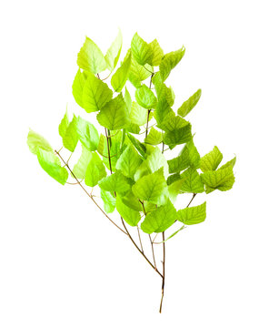 green branch of tree isolated
