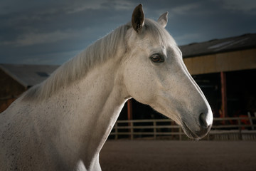 Portrait of grey mare