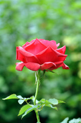 Beautiful Red Rose Flower In Nature Outdoor
