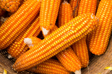 Dried corn