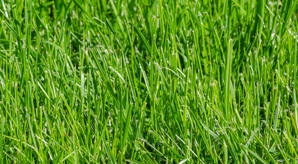 Fototapeta na wymiar The juicy fresh green grass closeup