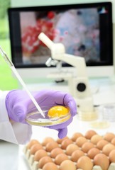 Fototapeta na wymiar Lebensmittelkontrolle im Labor Hygiene Ei Salmonellen