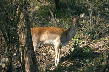 daino cervus dama mammifero  