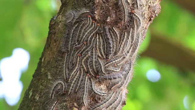 Eastern Tent caterpillars on the nest in a tree. Mirissa, Sri Lanka . Close up