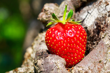 One ripe strawberries on tree trunk in garden, close-up.