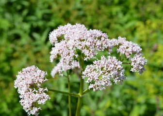 Echter Baldrian in Blüte 