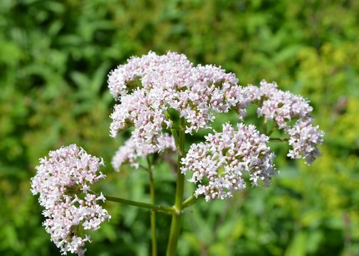 Echter Baldrian in Bl&uuml;te 