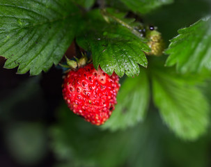wild strawberry growing on the plant