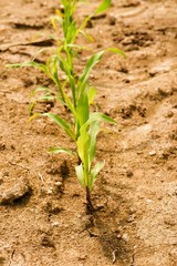 Line of corn green seedlings on dry field with small stones