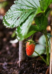 strawberry on the plant