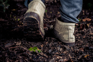 Young plant growing on soil