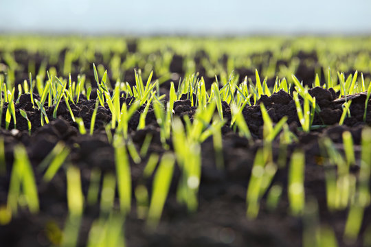 Detail of shoots in a field