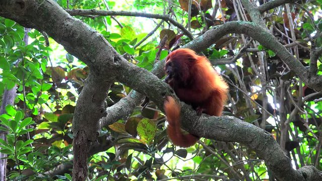 Golden lion tamarin (Leontopithecus rosalia) eats lizard.
