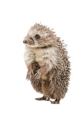 Funny hedgehog standing on his hind legs
