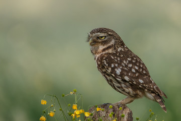 Little owl in nature