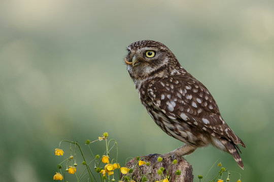 Little owl in nature