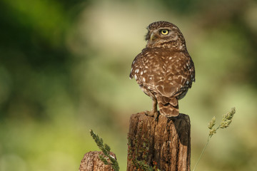 Little owl in nature