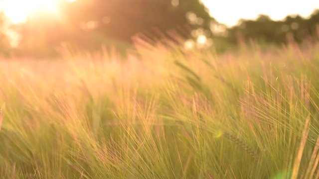 Field of wheat in the Beautiful late evening sunshine - Wheat Field