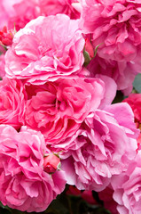 Beautiful flower of rose